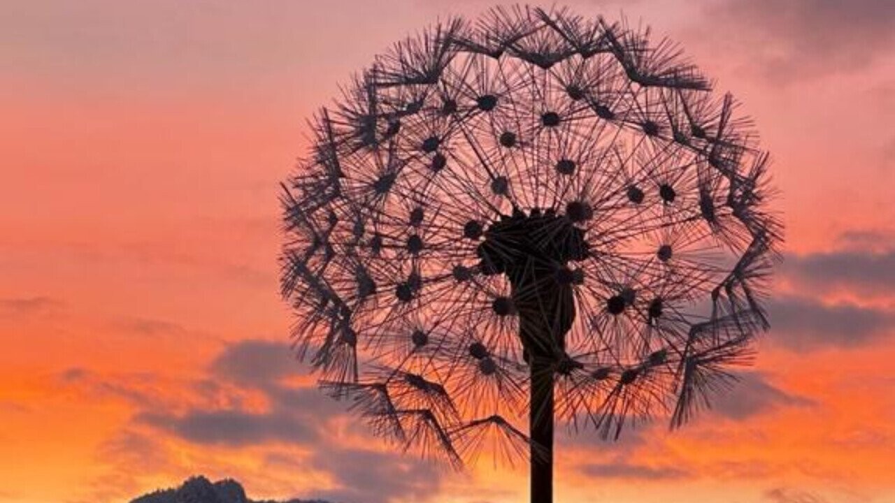 Dandelion with sunset glow