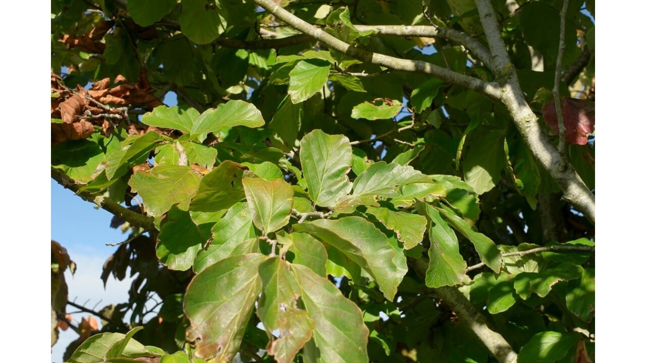 Parrotia persica  – oder Eisenholzbaum