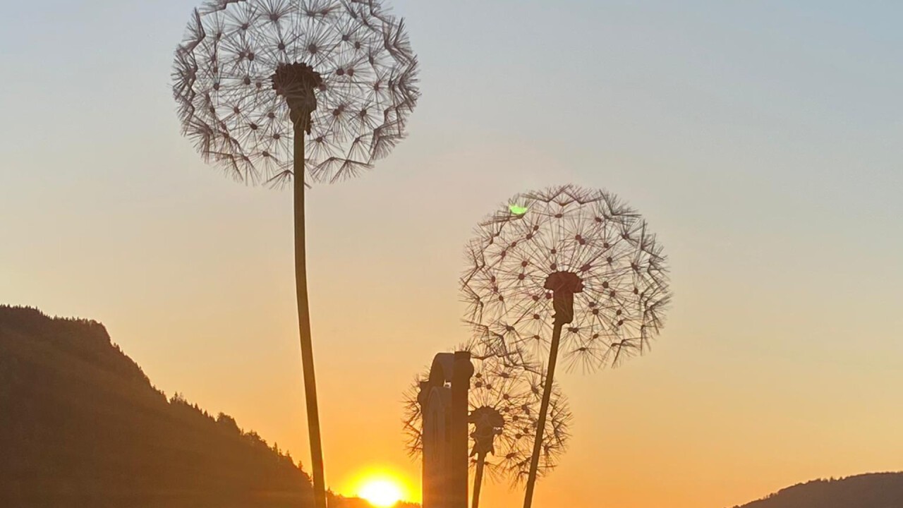 Pusteblumen im Sonnenuntergang