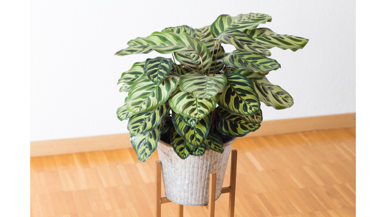  Loreto (Korbmarante - Calathea makoyana) 