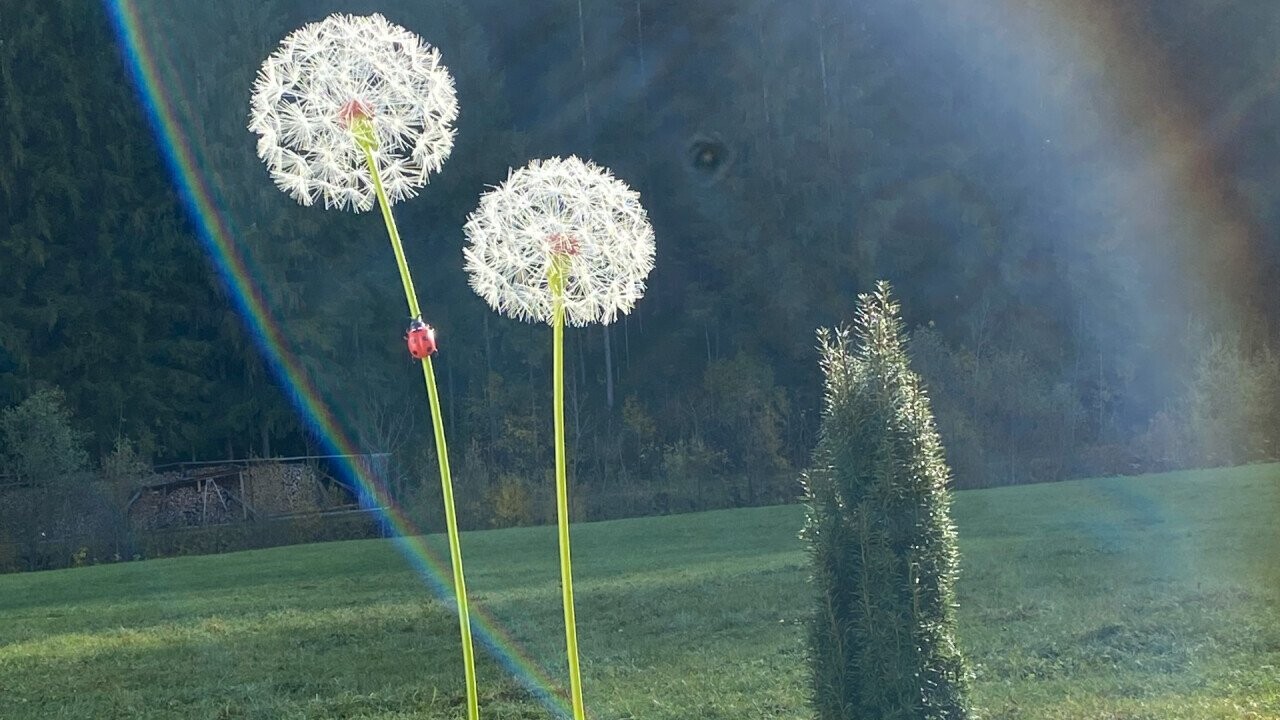 Dandelions with  ladybug