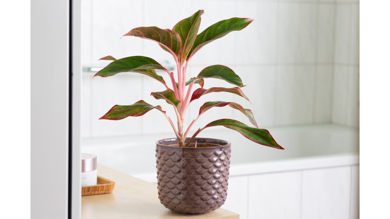 Balane (Aglaonema delight star)