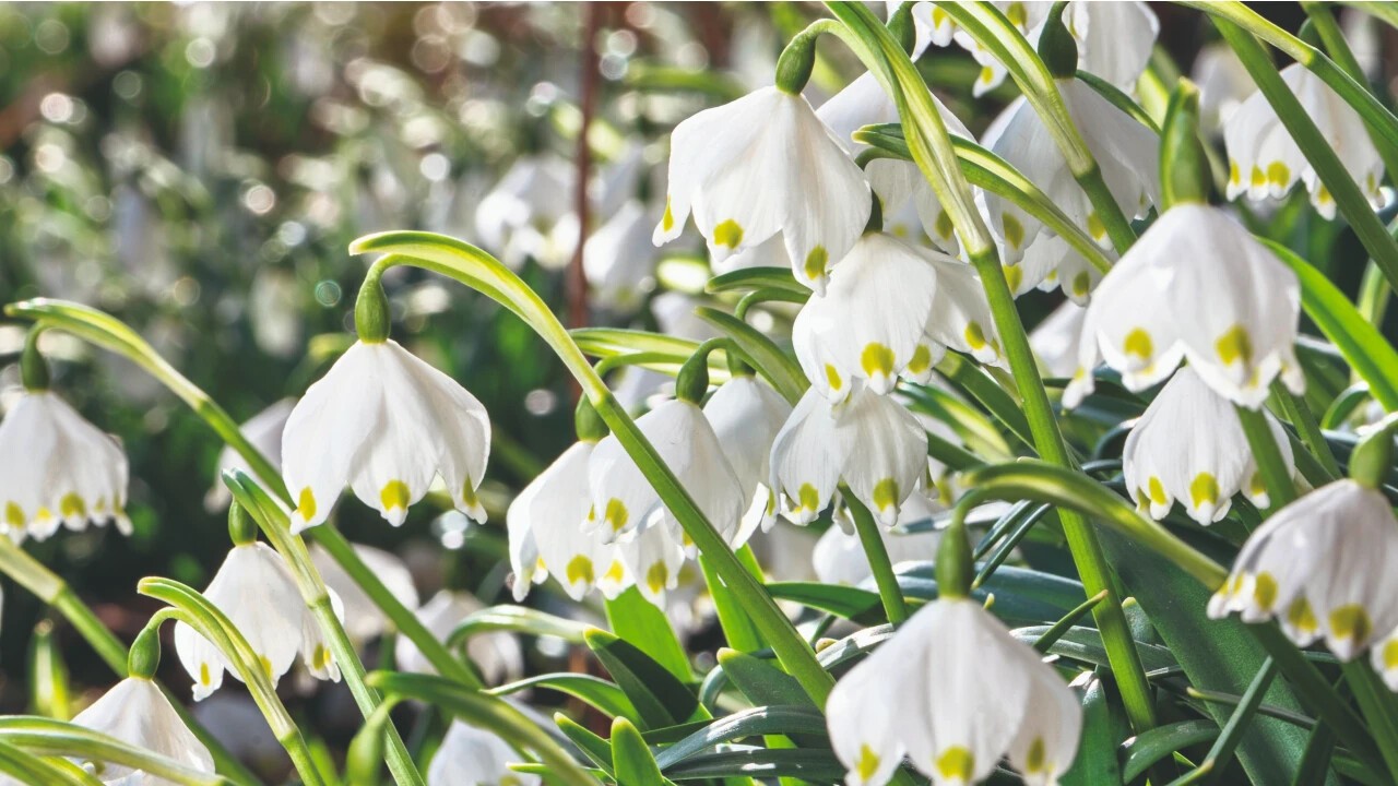 Spring awakening: The flowers never bloom sweeter