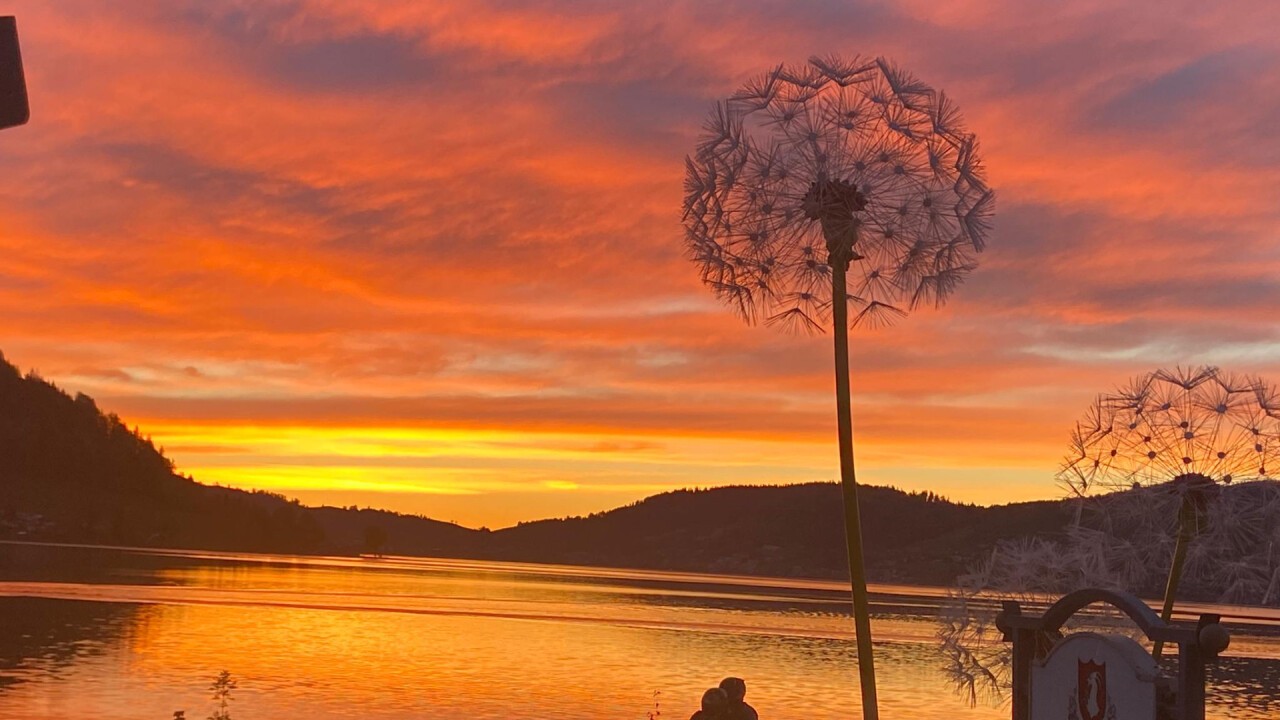 Dandelions at a lake in Switzerland 