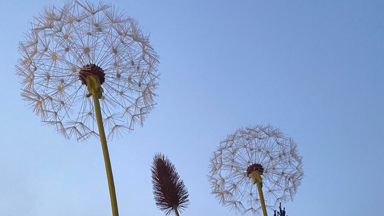 Dandelions and a grass