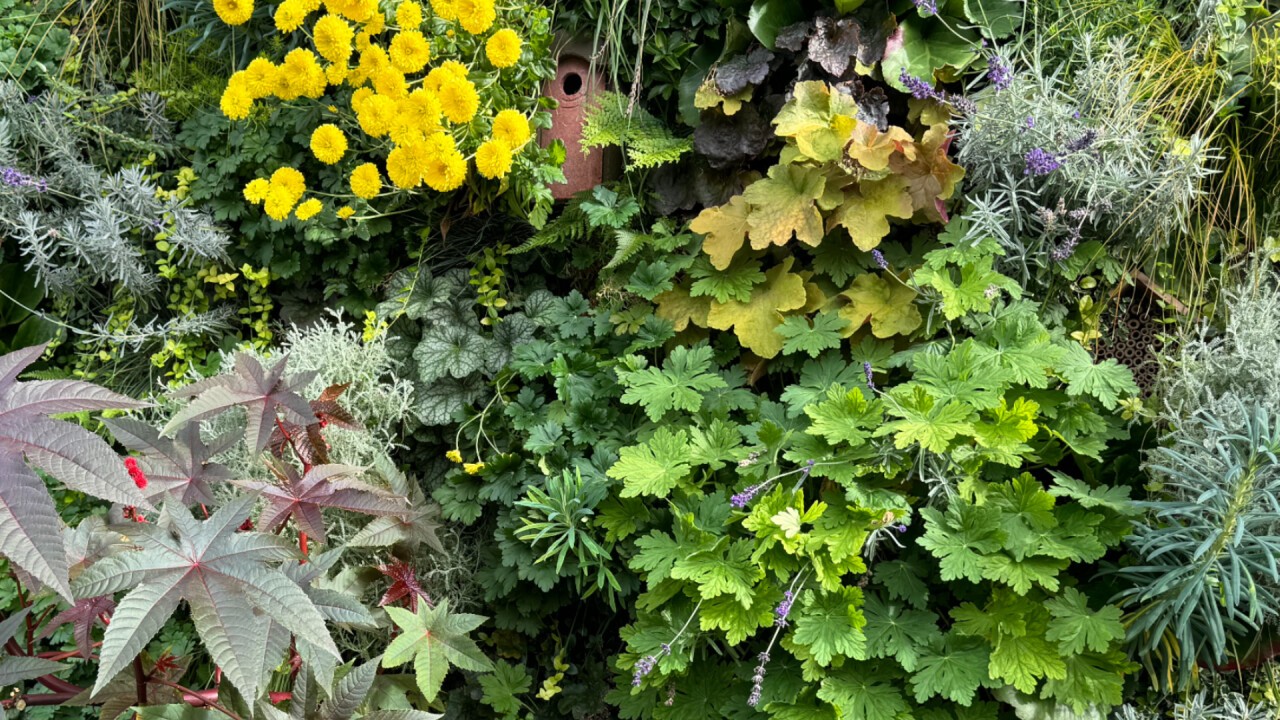 WildWall Oasen: Biodiversität als Designprinzip 