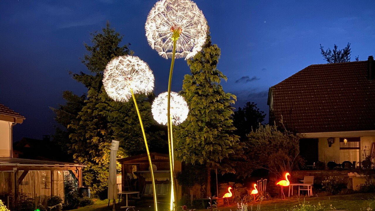 Pusteblumen mit Spots beleuchtet