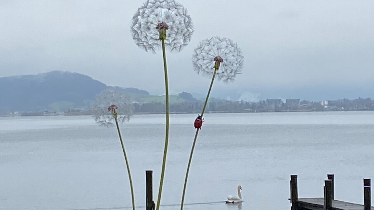 Dandelion at lake Zurich