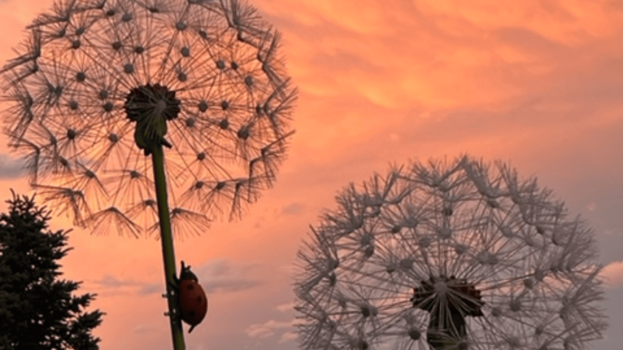 Pusteblumen im Sonnuntergang