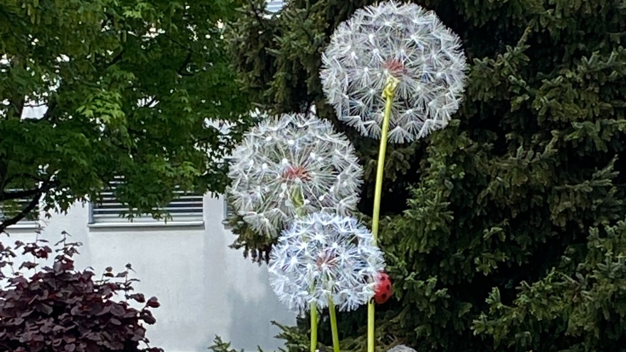 Pusteblumen im Garten mit Marienkäfer