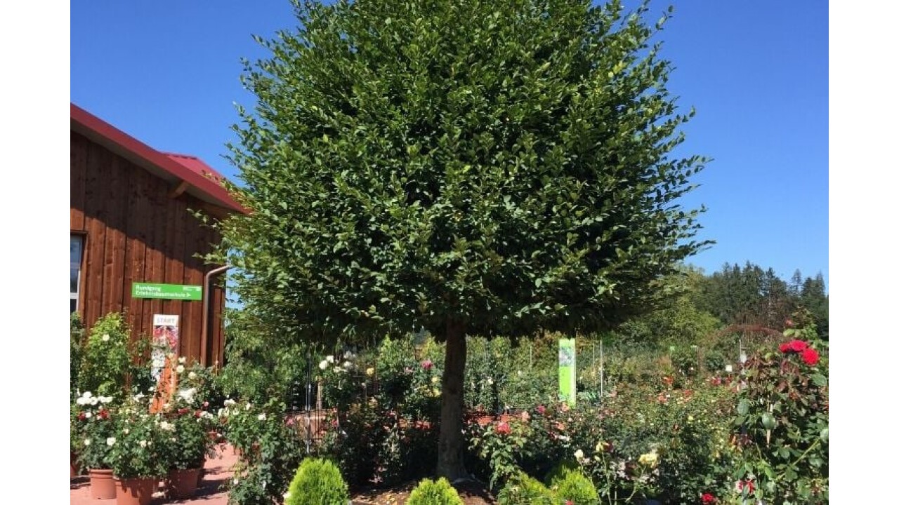 Carpinus betulus  – oder Weissbuchen-Bäumchen