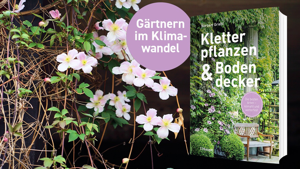 Buch: Kletterpflanzen und Bodendecker