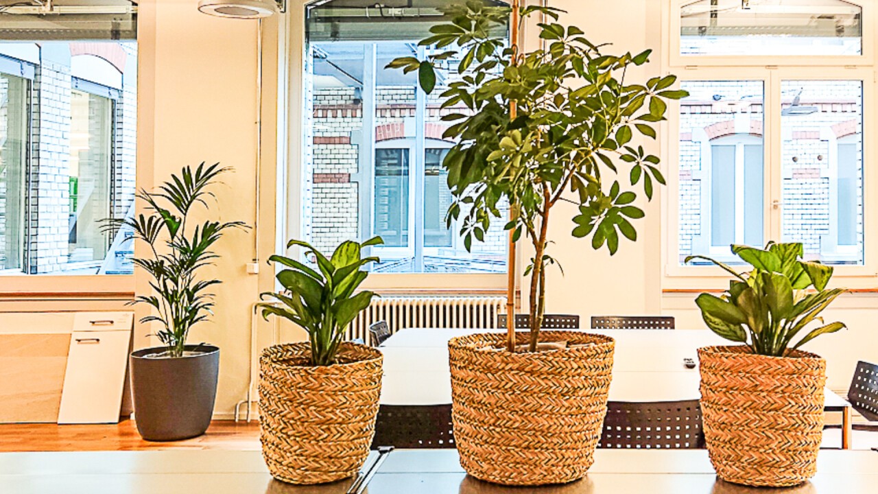 Zimmerpflanzen verbessern die Luft in Büros