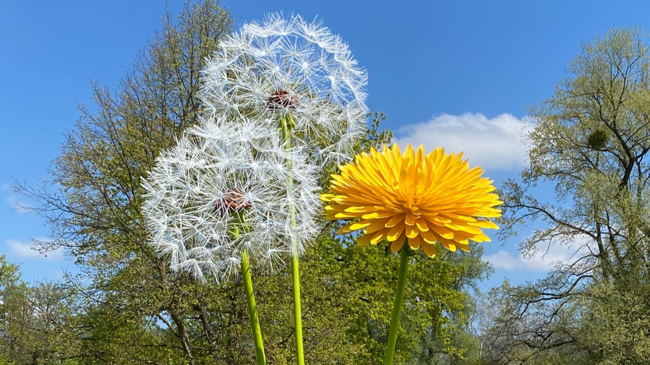 Pusteblumen mit Löwenzahn