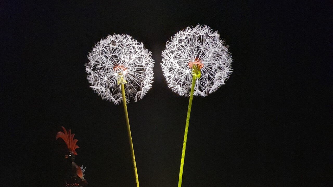 Pusteblumen beleuchtet mit Spots