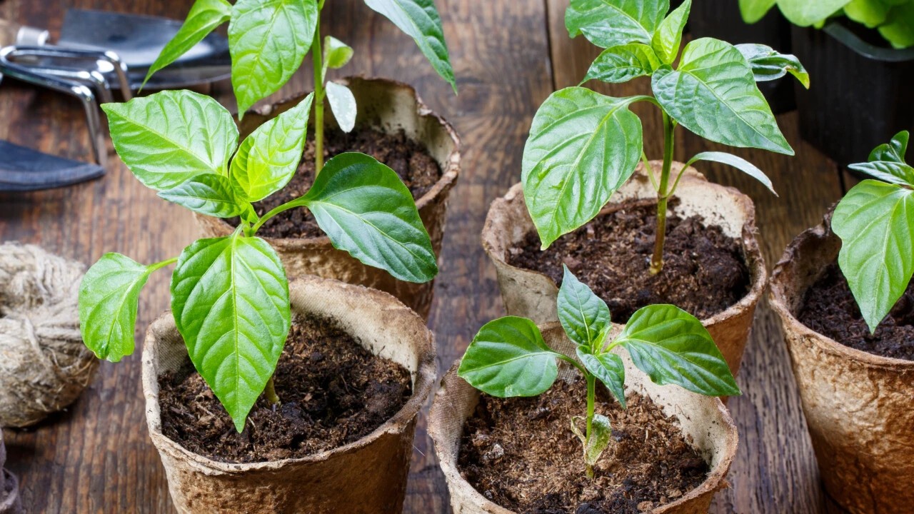 Organic seedlings waiting for your order