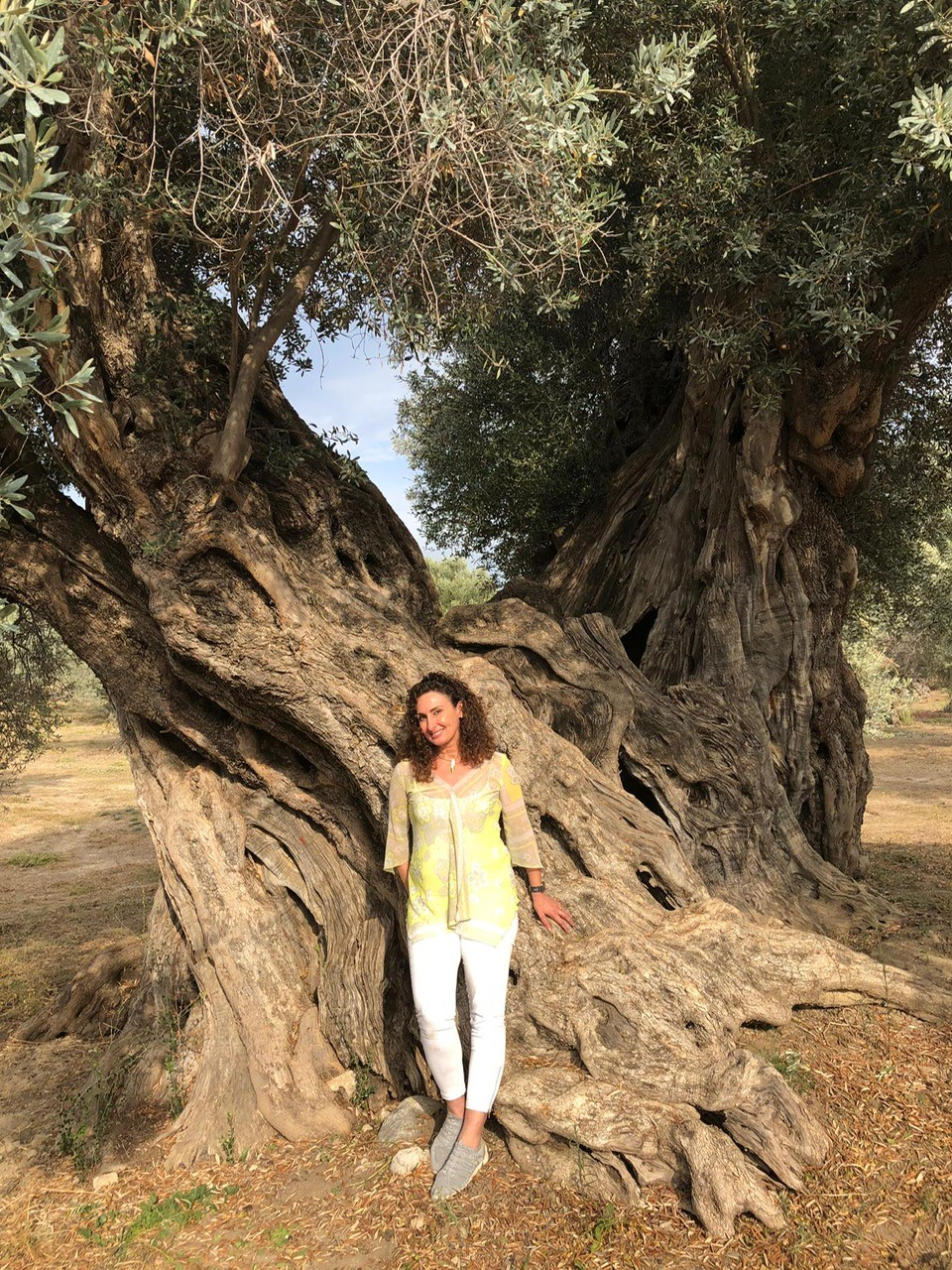 MITERA mother tree in Crete (GR) approx. 4000 years old