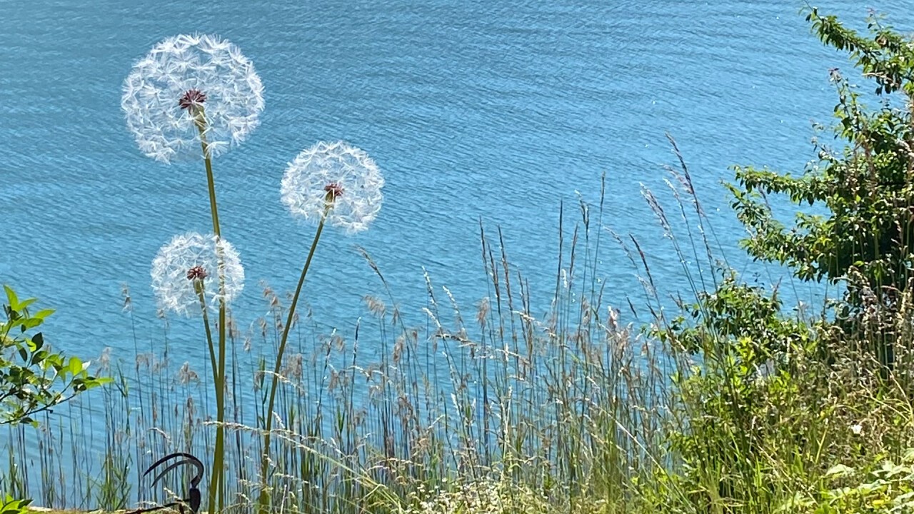 Pusteblumen am See