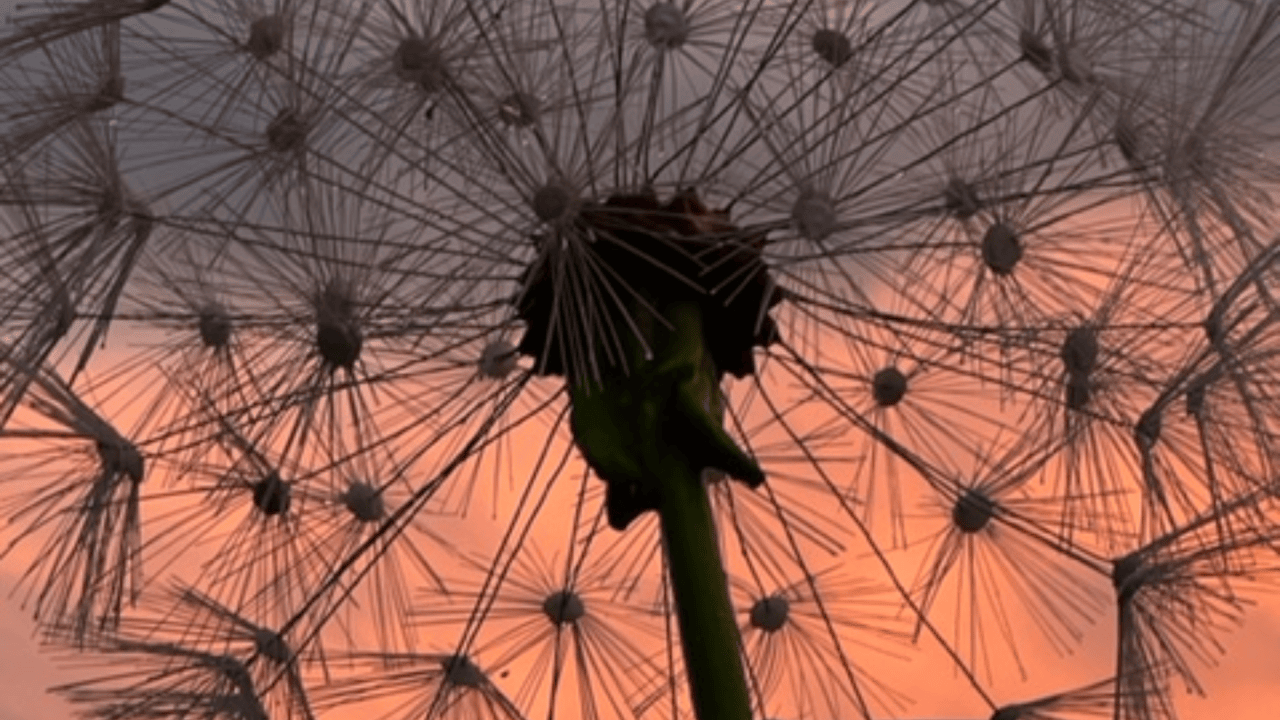 Pusteblume im Abendrot