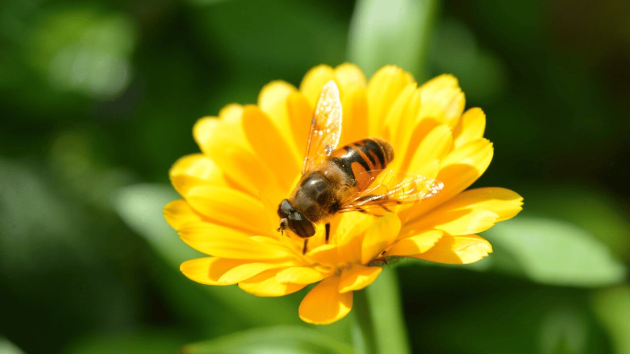 Balkone Bienen und Insektenfreundlich gestalten