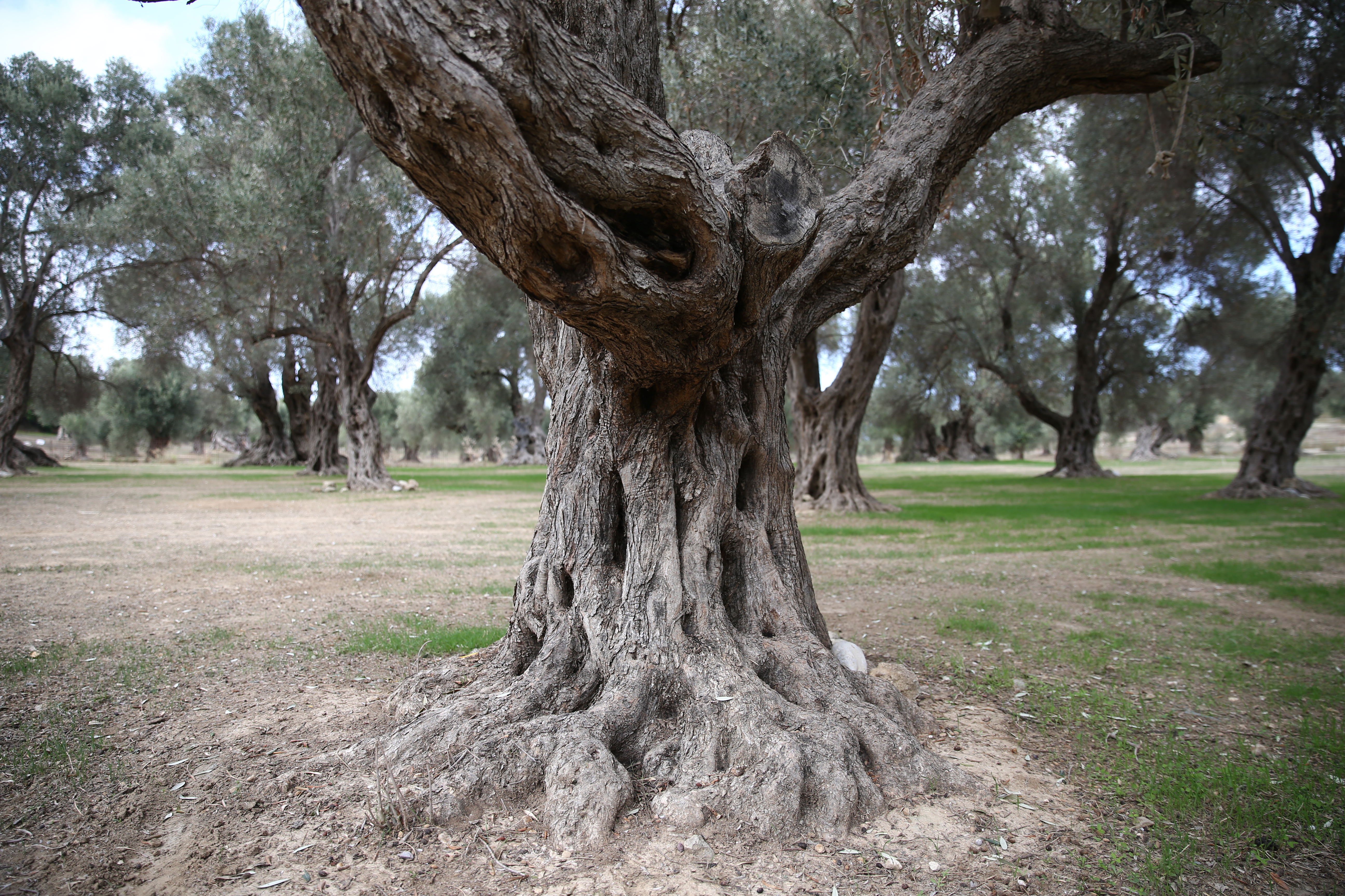 Throumbolia-Grove Crete (GR)