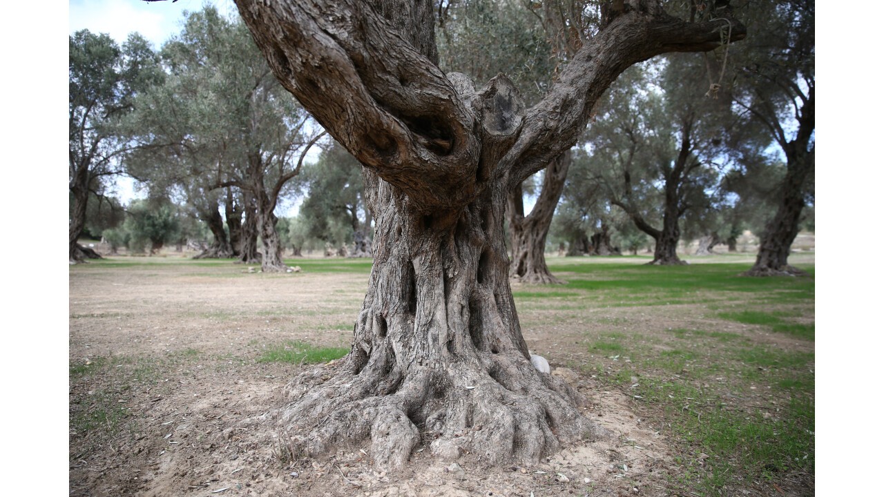 Throumbolia-Grove Crete (GR)