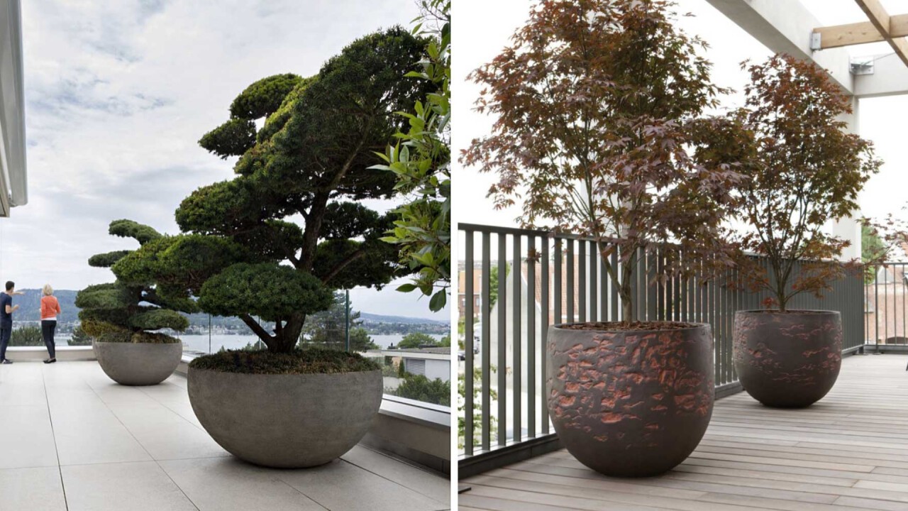 Formgehölze – dekorative Highlights für Terrasse und Garten