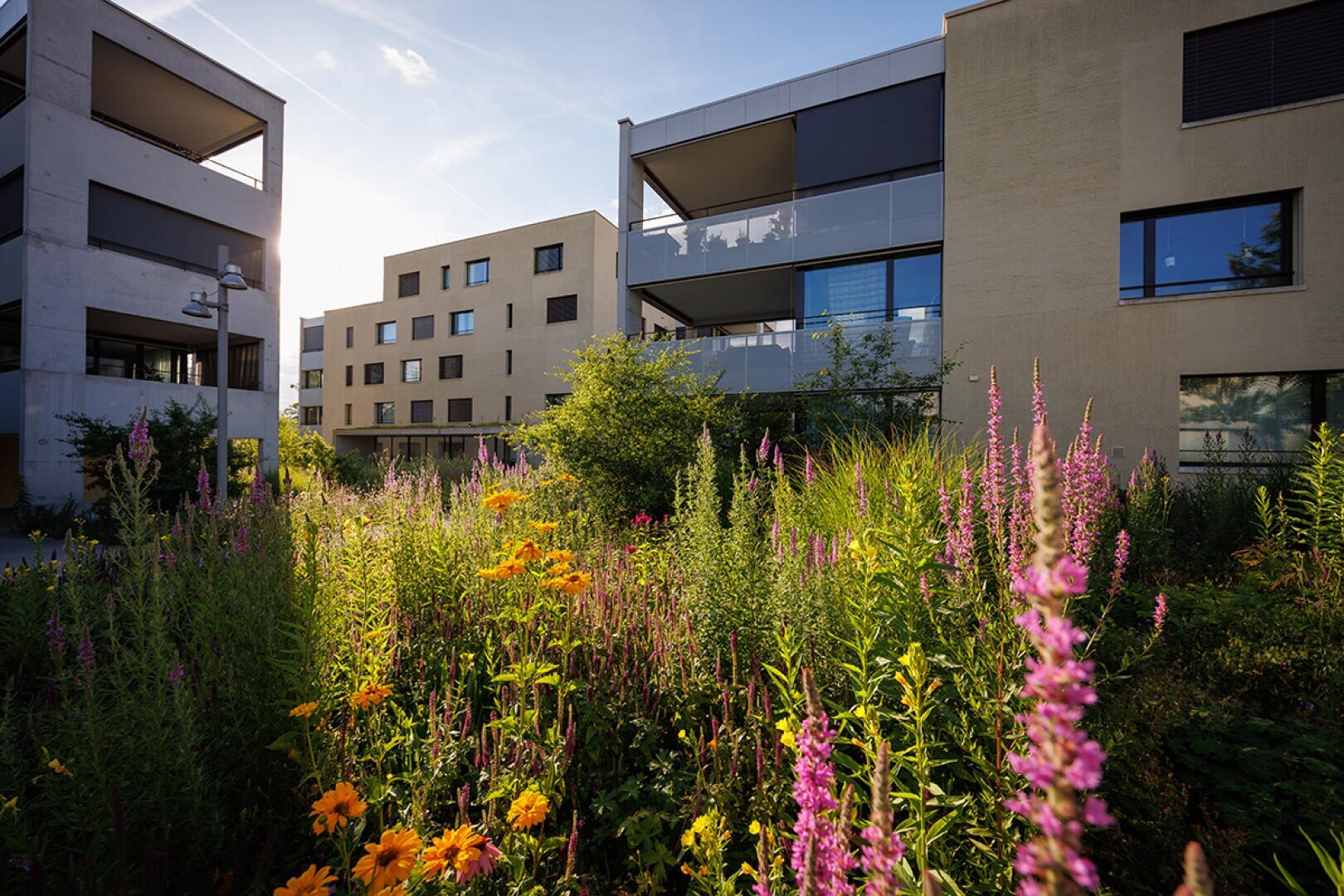 Ein moderner Wohnkomplex mit beigen und grauen Gebäuden umgibt einen üppigen Garten mit hohen Wildblumen und Pflanzen, die von der Nachmittagssonne hell erleuchtet werden.
