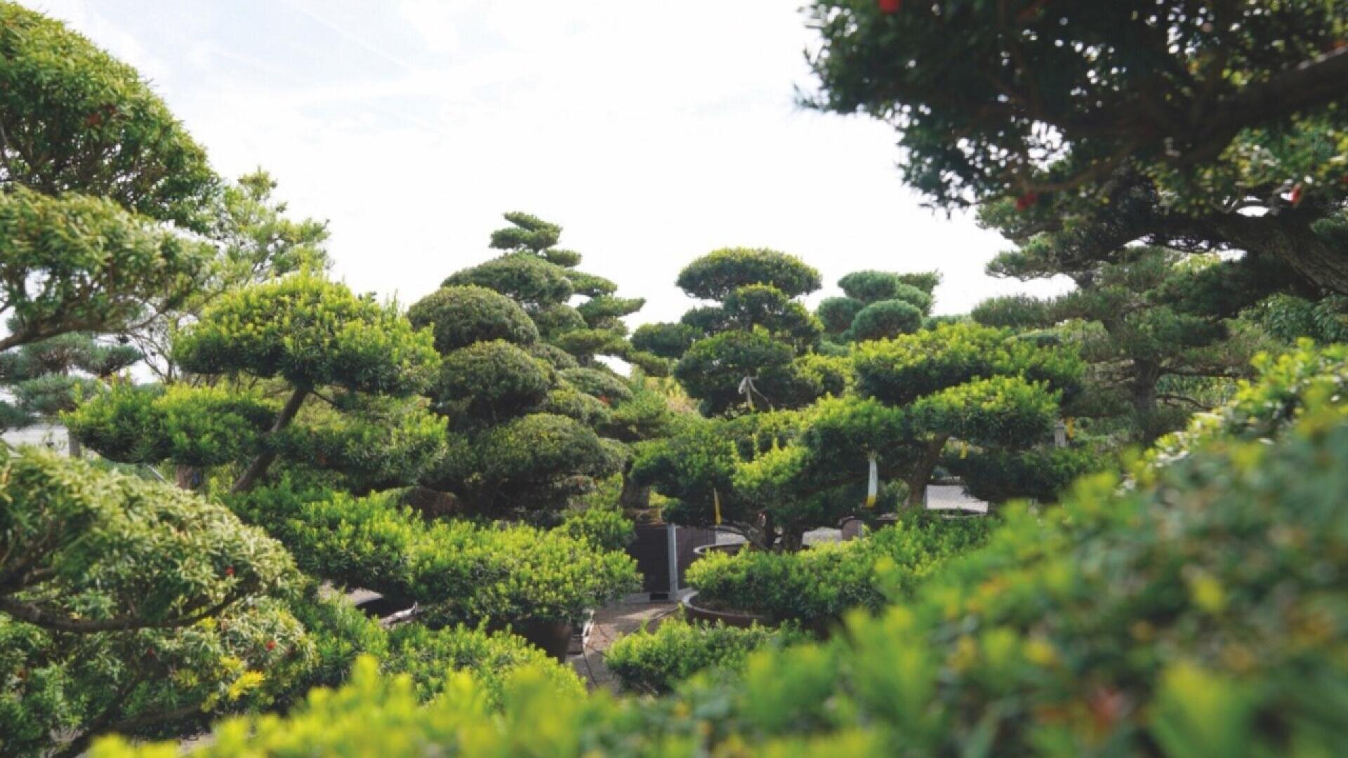 A lush Japanese garden filled with neatly trimmed, round-topped trees and dense green foliage under a bright sky.