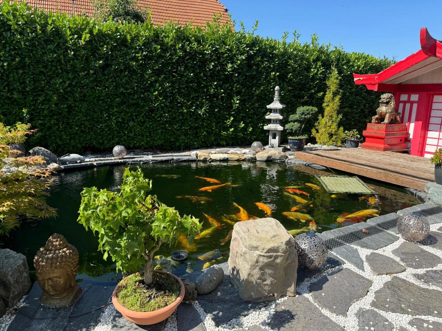 Ein ruhiger Gartenteich mit orangefarbenen und weißen Koi-Fischen, umgeben von Steinen, Topfpflanzen, einer Buddha-Statue, einer steinernen Laterne und einer roten Struktur im japanischen Stil neben gestutzten Hecken unter einem klaren blauen Himmel.