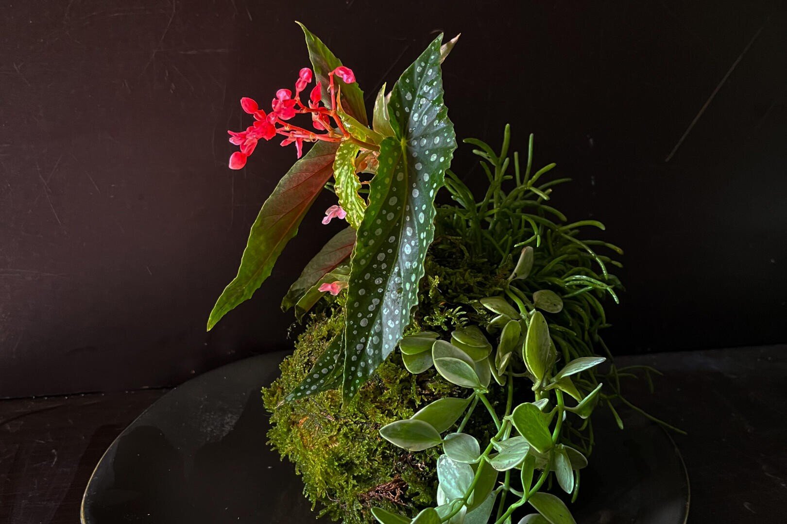 Ein moosbewachsener Hügel mit taufrischen grünen Blättern, kleinen rosafarbenen Blüten und Ranken sitzt auf einer dunklen Platte vor einem schwarzen Hintergrund.