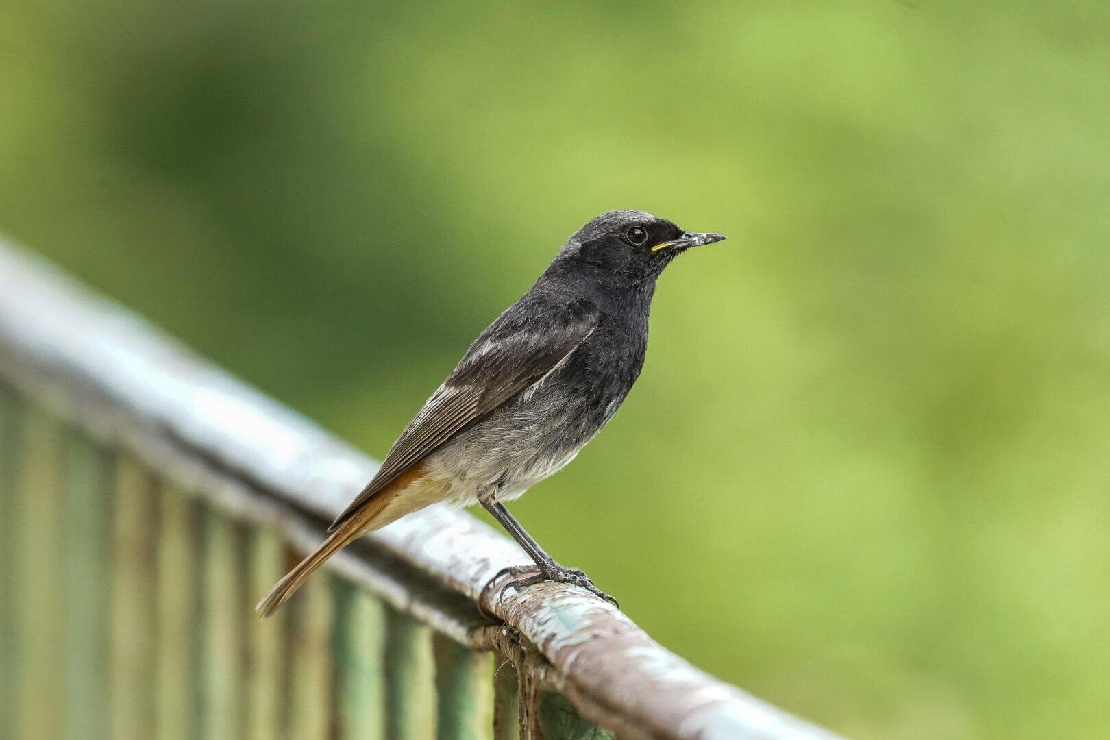 Ein kleiner schwarz-brauner Vogel mit orangefarbenen Schwanzfedern hockt auf einem Metallgeländer vor einem verschwommenen grünen Hintergrund.