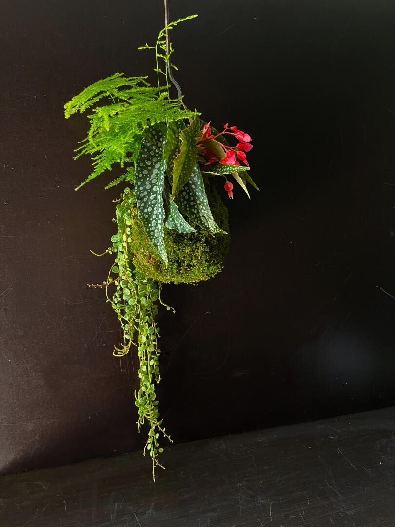 Ein hängendes Pflanzenarrangement im Kokedama-Stil mit grünen Ranken, gepunktetem Laub, gefiederten Farnen und kleinen leuchtend roten Blüten vor einem dunklen Hintergrund.
