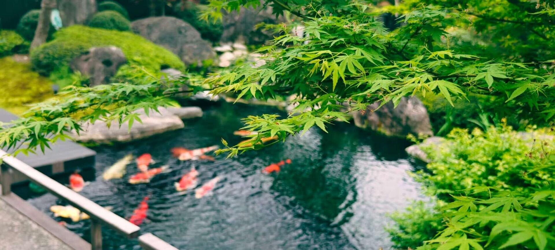 Grüne Ahornblätter im Vordergrund über einem ruhigen Teich, in dem bunte Koi-Fische schwimmen, umgeben von Felsen und üppigem Grün in einer ruhigen Gartenlandschaft.