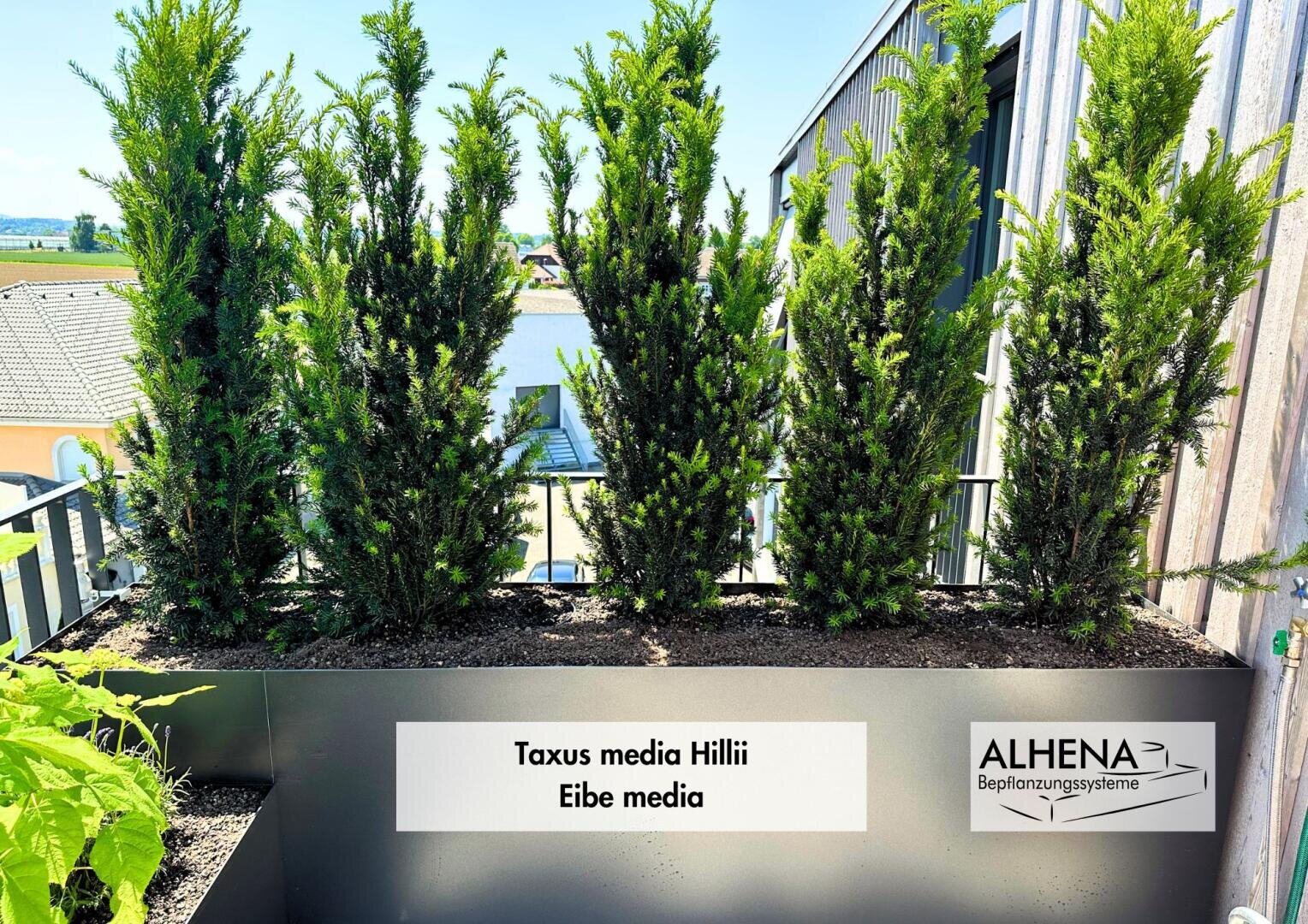 Mehrere aufrechte, buschige Taxus media Hillii (Eibe media) Pflanzen wachsen in einem modernen schwarzen Pflanzgefäß auf einem sonnigen Balkon, mit einem Haus und blauem Himmel im Hintergrund. Schilder mit Pflanzen- und Firmennamen sind abgebildet.