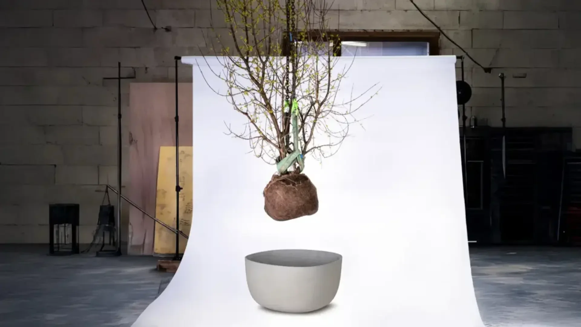 A tree with exposed roots wrapped in burlap is suspended in midair above a large, empty, white planter, set against a curved white backdrop in an industrial studio.