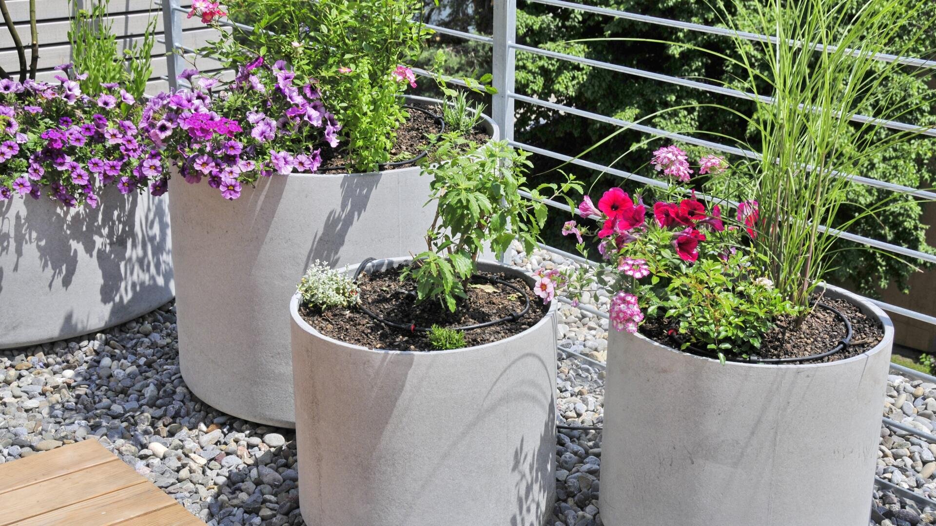 Three large white planters filled with vibrant flowers and green plants are placed on a pebbled patio beside a metal railing, with sunlight illuminating the scene.