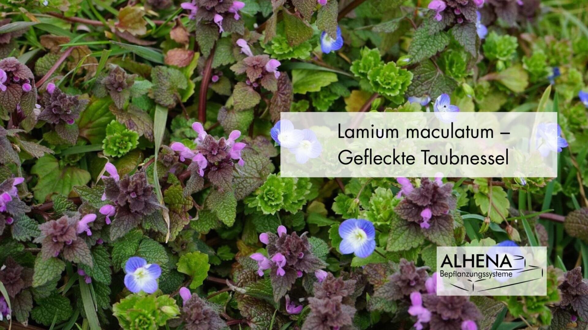 Lila und grüne Lamium maculatum-Pflanzen mit kleinen blauen und weißen Blüten inmitten von Gras; ein Etikett mit der Aufschrift Lamium maculatum - Gefleckte Taubnessel und ALHENA Bepflanzungssysteme in der unteren rechten Ecke.
