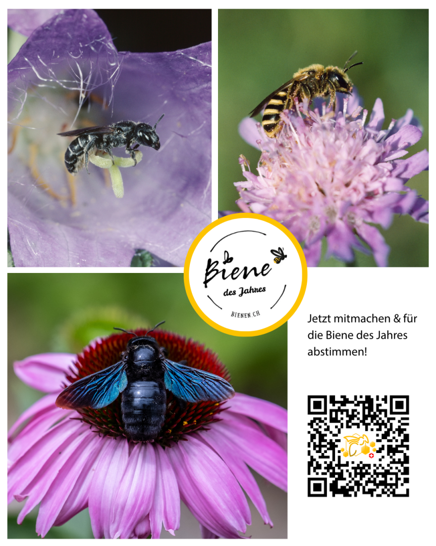 Collage mit drei Bienen: oben links eine kleine dunkle Biene auf einer lila Blüte; oben rechts eine gestreifte Biene auf einer rosa Distel; unten links eine große schwarze Biene mit blauen Flügeln auf einem rosa Sonnenhut. Text und QR-Code zur Wahl der Biene des Jahres.