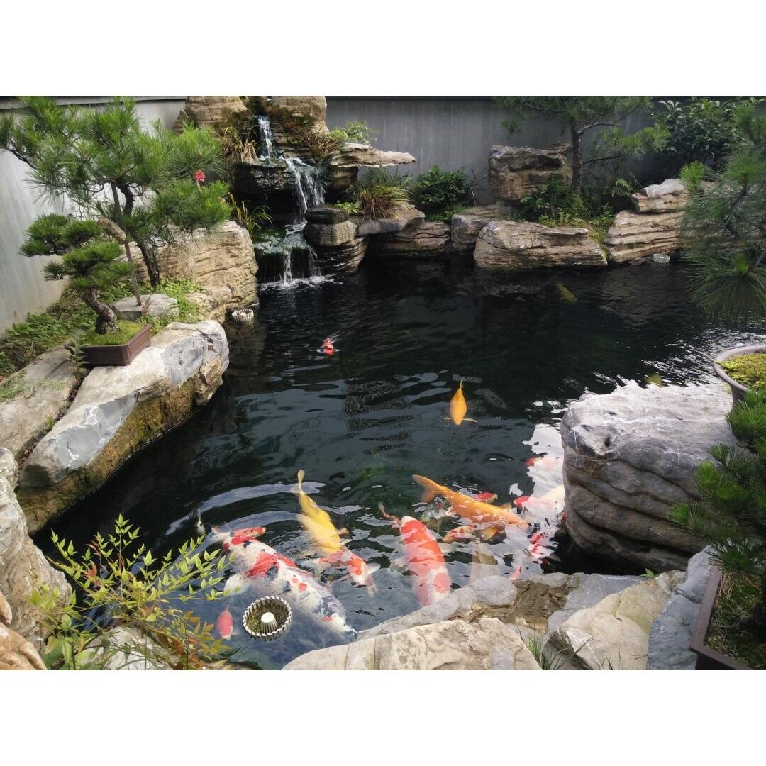 Ein ruhiger Koiteich, in dem bunte Fische schwimmen, umgeben von Felsen, Bonsai-Bäumen, Grünpflanzen und einem kleinen Wasserfall, in einem angelegten Garten.