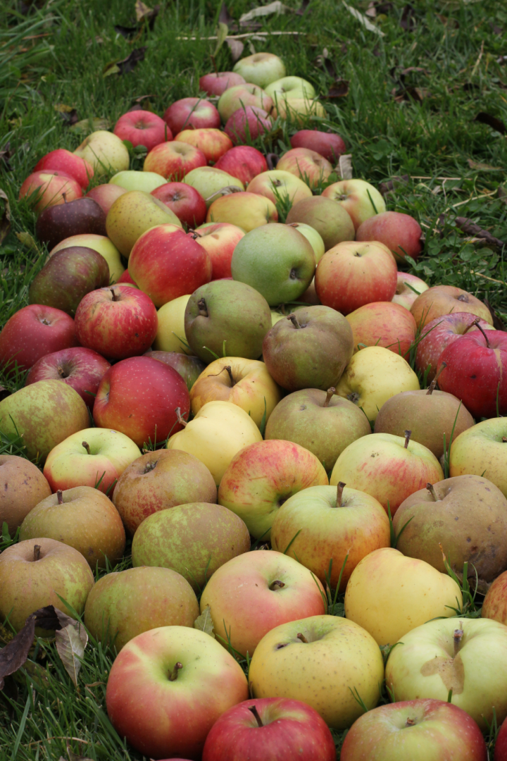 Eine Vielzahl von Äpfeln in verschiedenen Farben - rot, grün, gelb und braun - sind in Reihen auf grünem Gras im Freien verstreut und bilden ein farbenfrohes Schauspiel auf dem Boden.