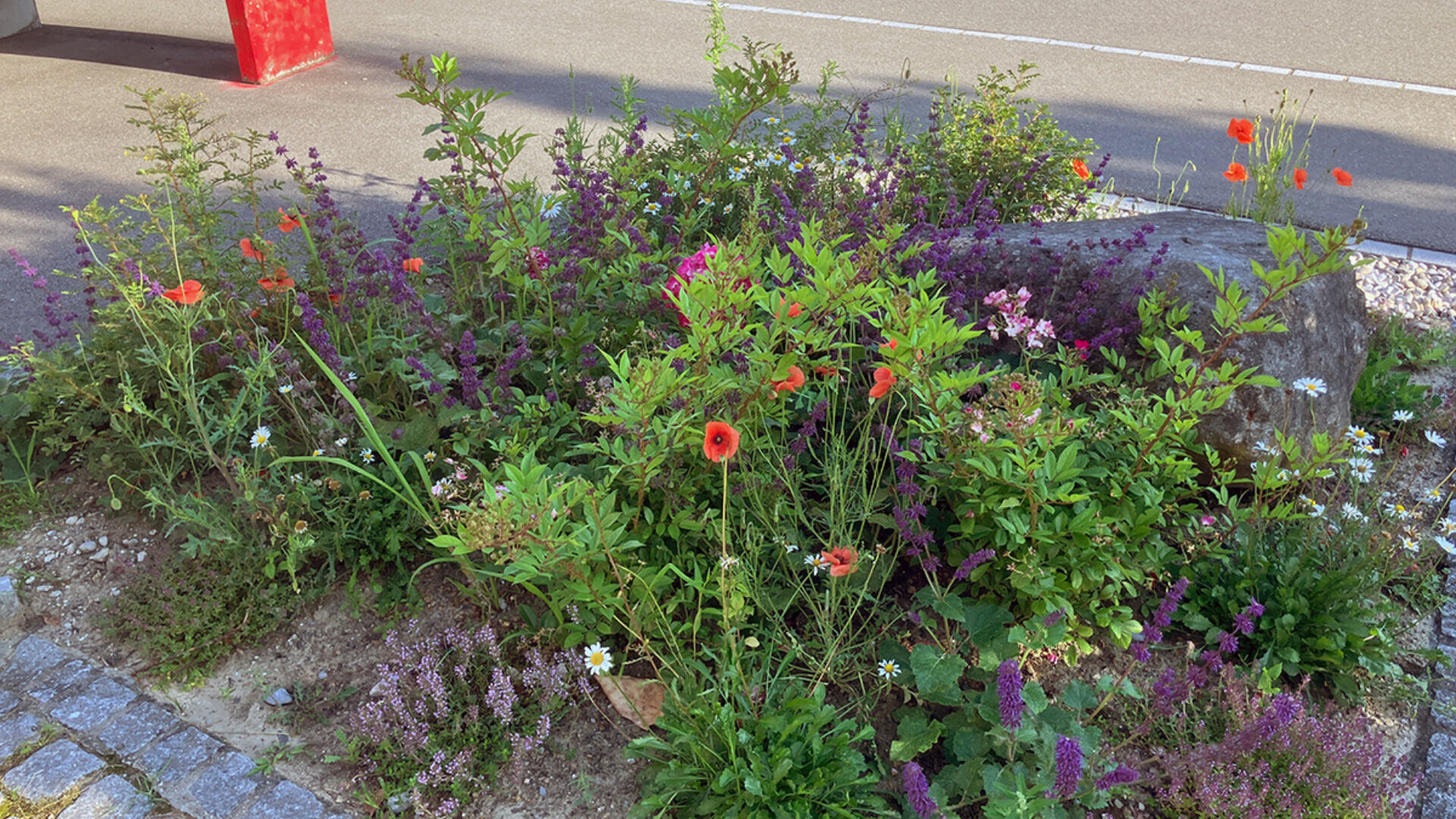 Ein kleines städtisches Blumenbeet mit verschiedenen blühenden Wildblumen, darunter roter Mohn, violette und weiße Blumen, umgeben von grünem Laub, neben einem Gehweg und einer Straße.