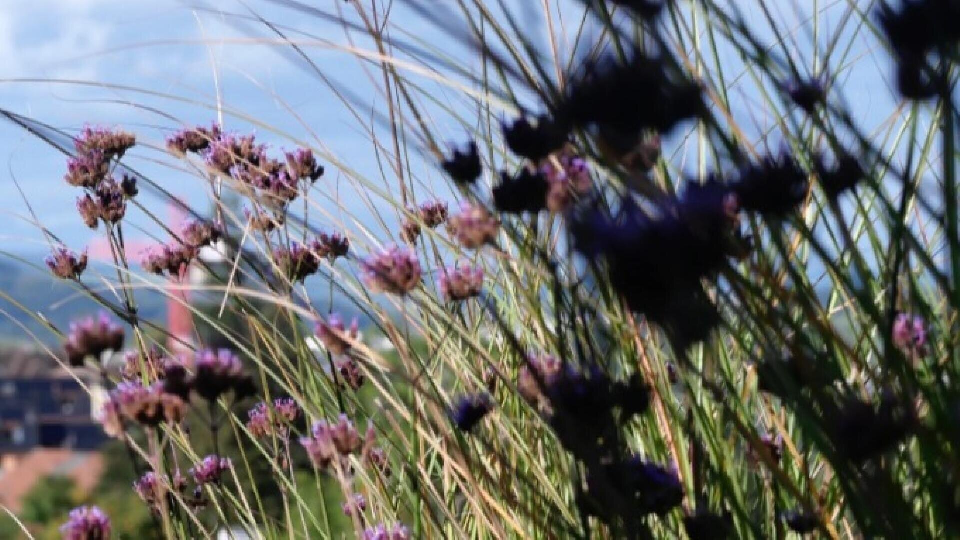 Close-up of tall grass and purple wildflowers in a field, with a blurred background showing a blue sky and indistinct buildings or trees.