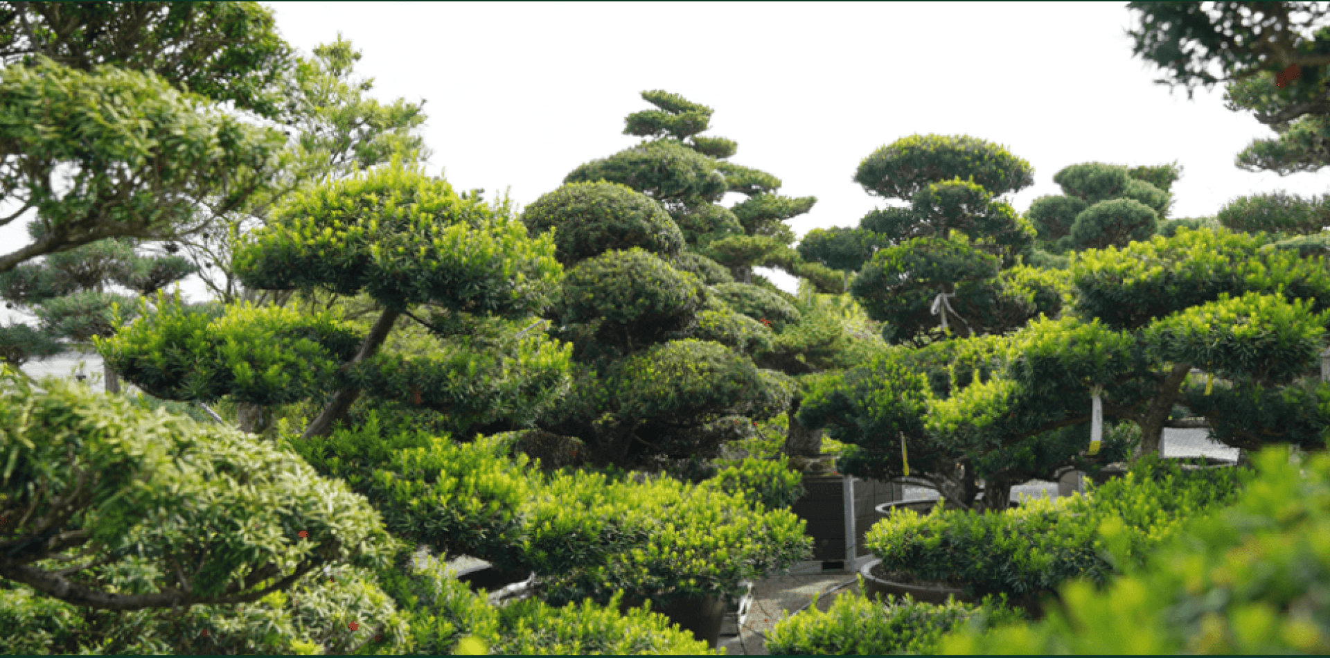 A lush garden with neatly trimmed, rounded green shrubs and trees with dense foliage, creating a tranquil and manicured landscape under a bright sky.