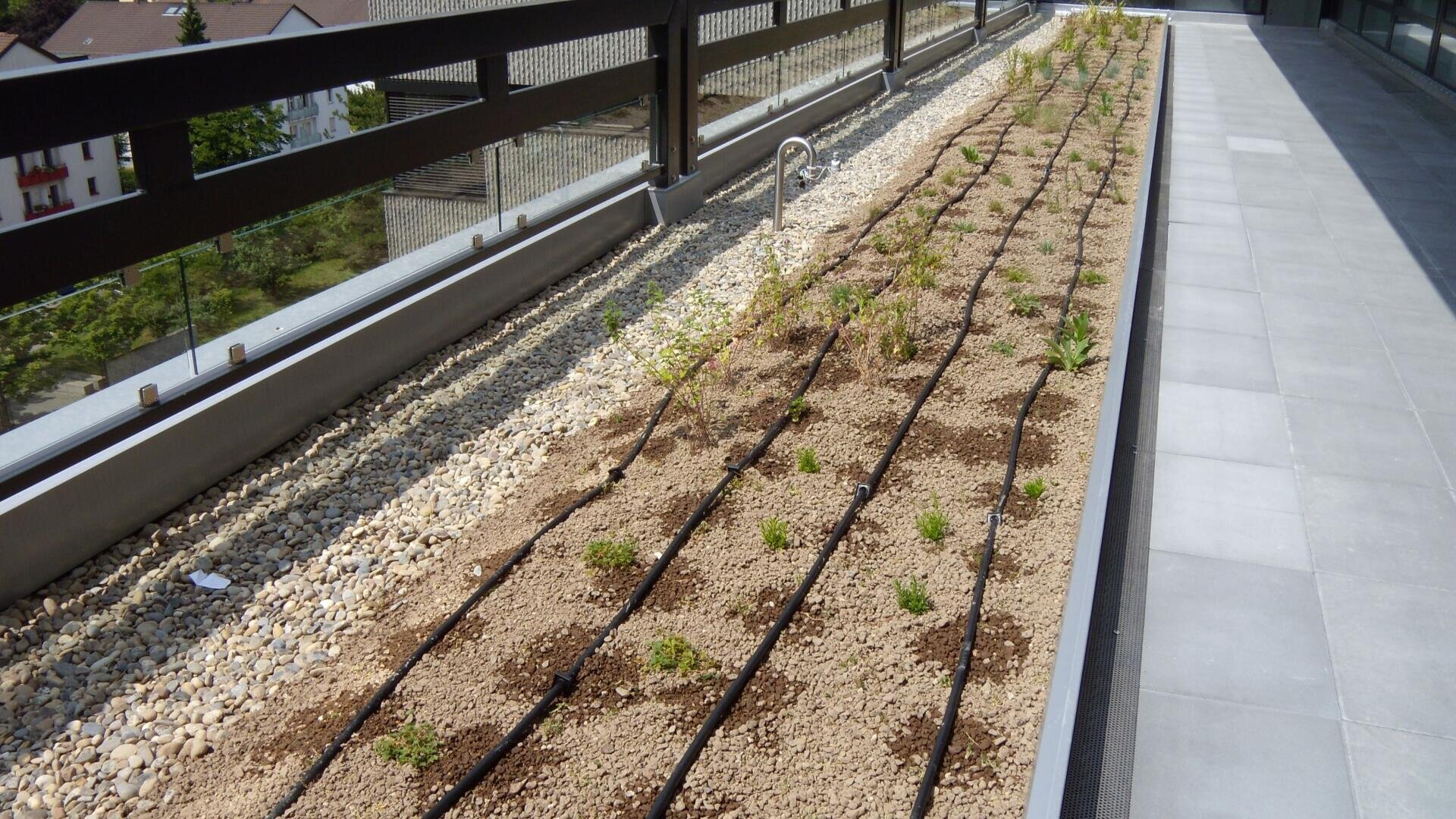 A rooftop garden bed with young plants arranged in rows, covered with light gravel and soil, features a drip irrigation system. The area is bordered by fencing and has gray tiled flooring alongside it.
