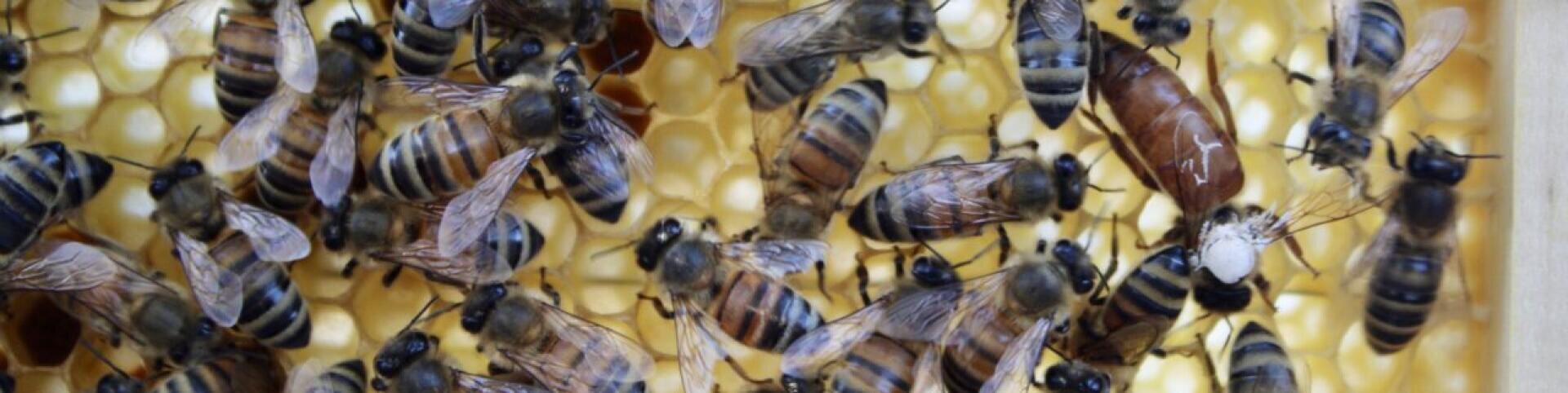 A close-up of honey bees on a honeycomb, with several bees crawling over the hexagonal wax cells inside a hive.