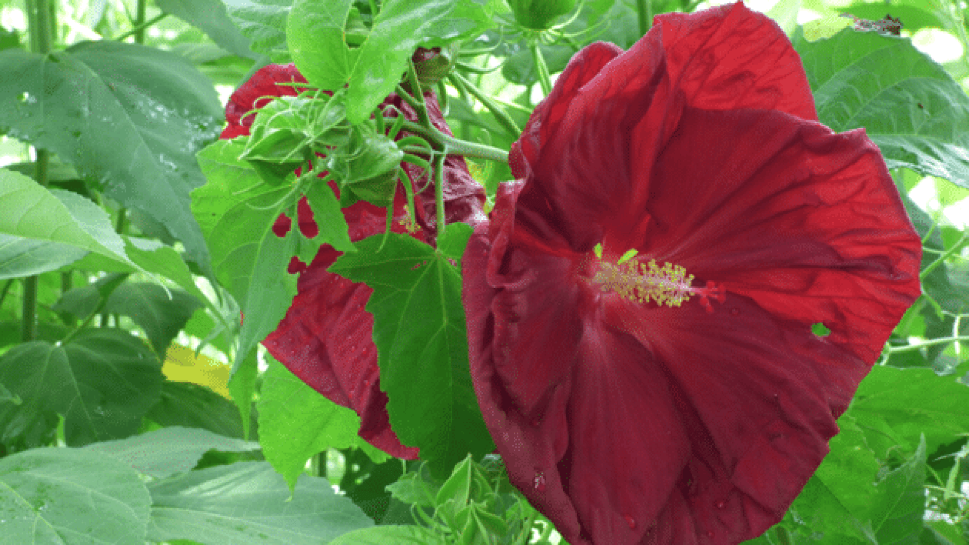 Eine große, tiefrote Hibiskusblüte mit gelben Staubgefäßen blüht zwischen üppigen grünen Blättern und Knospen in einem sonnenbeschienenen Garten.