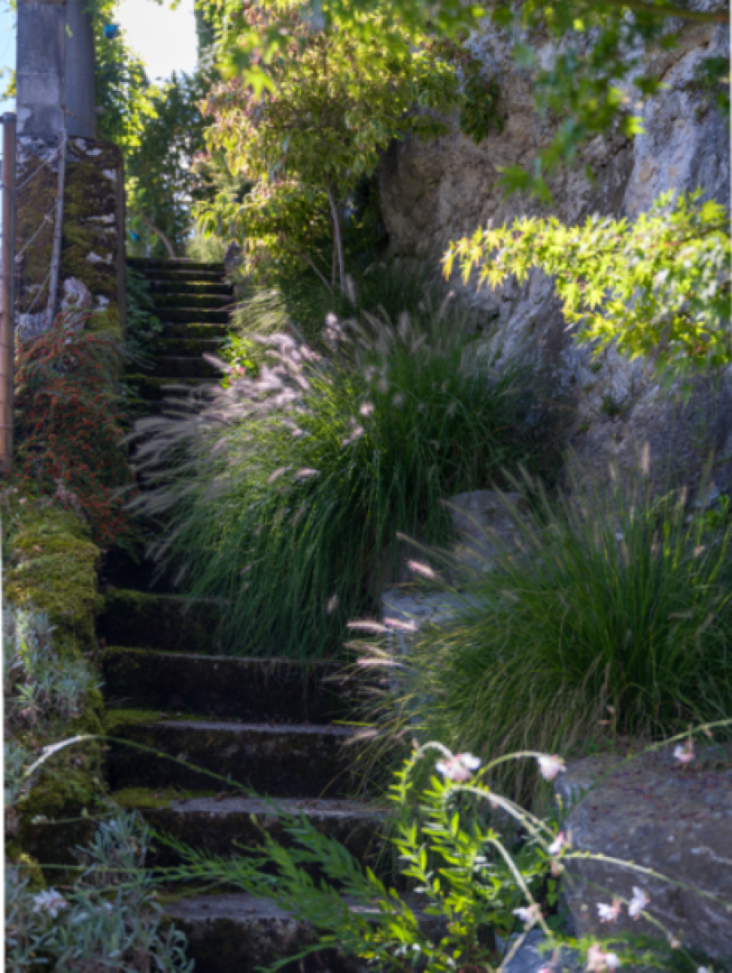 Stone steps covered with moss ascend alongside a rocky wall, surrounded by lush green grass, leafy plants, and dappled sunlight filtering through trees above.