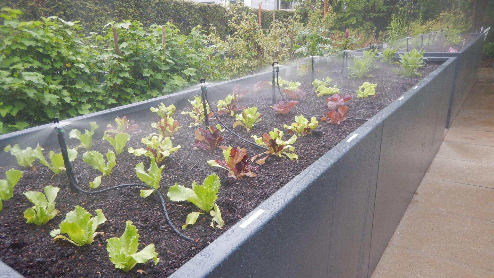 Hochbeete mit jungen grünen und roten Gemüsesorten, die an einem bewölkten Tag von einem Bewässerungssystem von oben bewässert werden.