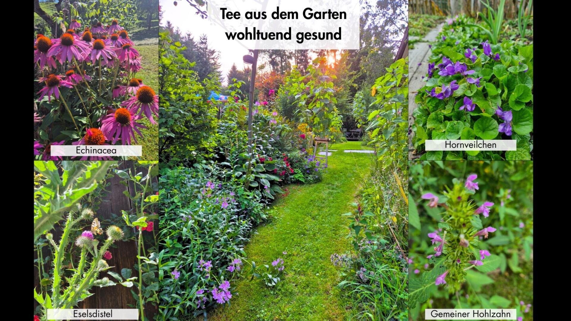 Ein üppiger Garten mit einem grünen Rasenweg, umgeben von bunten Blumen und Pflanzen. Die Bilder zeigen Echinacea (Sonnenhut), Eselsdistel, Geflecktes Knabenkraut und Hornveilchen, beschriftet in deutscher Sprache. Der Titel lautet: Tee aus dem Garten wohltuend gesund.